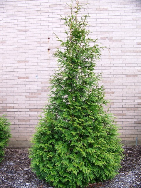 Green Giant Arborvitae tree